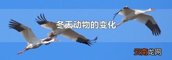 冬天动物的变化