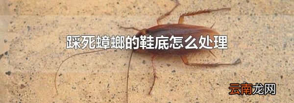 踩死蟑螂的鞋底怎么处理