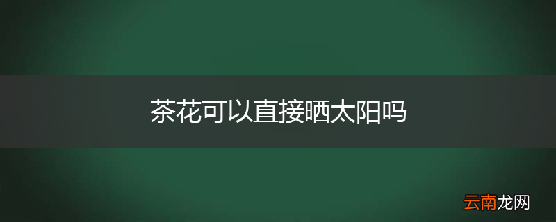 茶花可以直接晒太阳吗