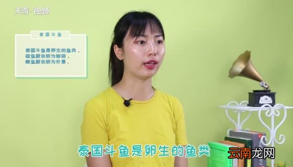 泰国斗鱼可以冷水养吗 泰国斗鱼怎么养