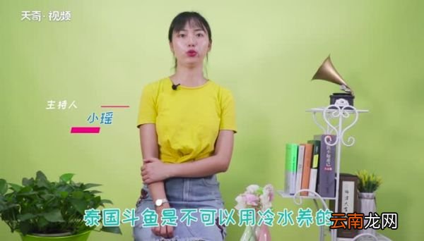 泰国斗鱼可以冷水养吗 泰国斗鱼怎么养