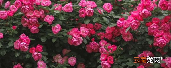 月季花的品种 月季花有哪些品种