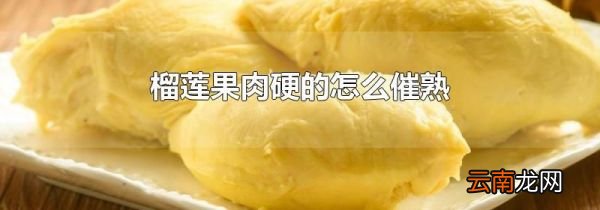 榴莲果肉硬的怎么催熟