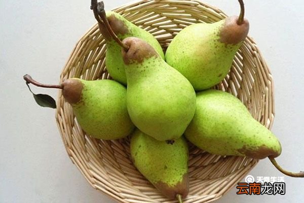茄梨的功效与作用 茄梨的功效与作用有哪些