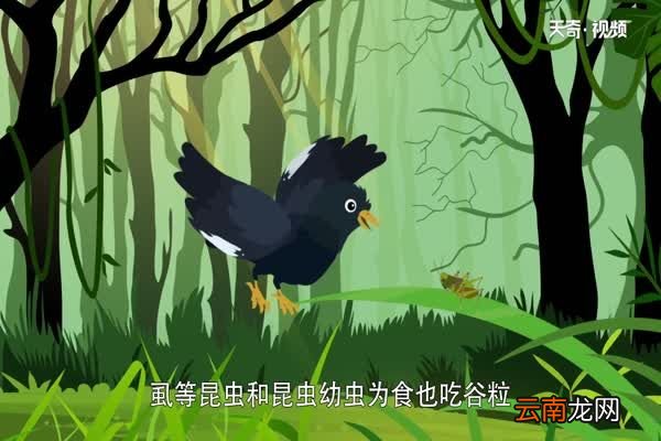 八哥鸟吃什么 八哥鸟吃什么食物
