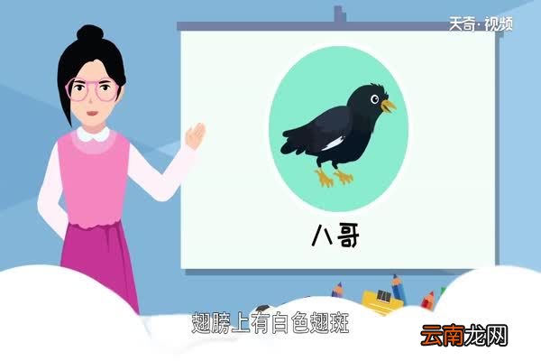 八哥鸟吃什么 八哥鸟吃什么食物