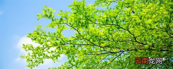 立夏的谚语有哪些 关于立夏的谚语