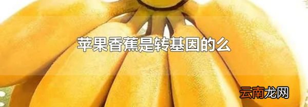 苹果香蕉是转基因的么