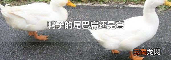 鸭子的尾巴扁还是弯