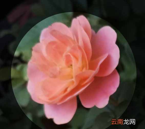 华为mate30pro中设置来电头像的简单操作方法