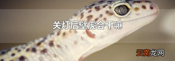 关灯后壁虎会干嘛
