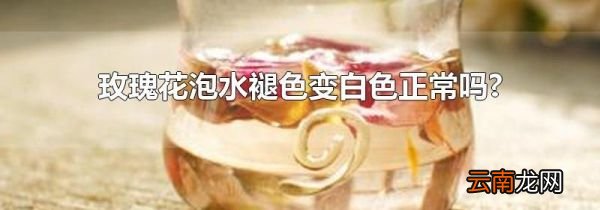 玫瑰花泡水褪色变白色正常吗?