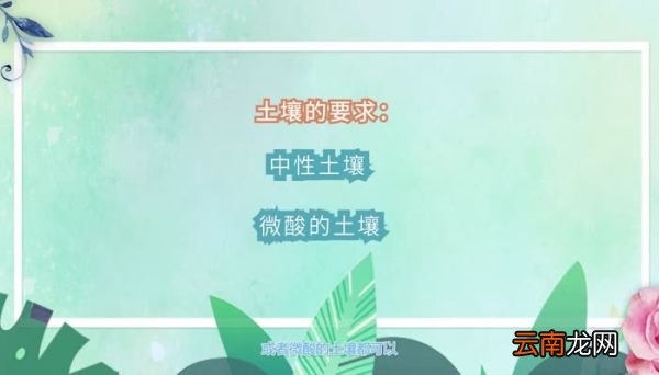 金钱树的养殖方法和注意事项 养金钱树的需要注意哪些事