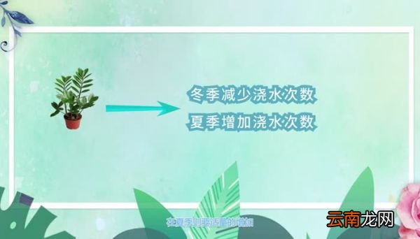 金钱树的养殖方法和注意事项 养金钱树的需要注意哪些事