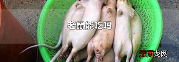 老鼠能吃吗