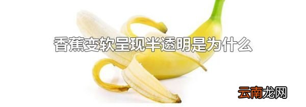香蕉变软呈现半透明是为什么