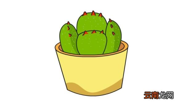 熊童子简笔画