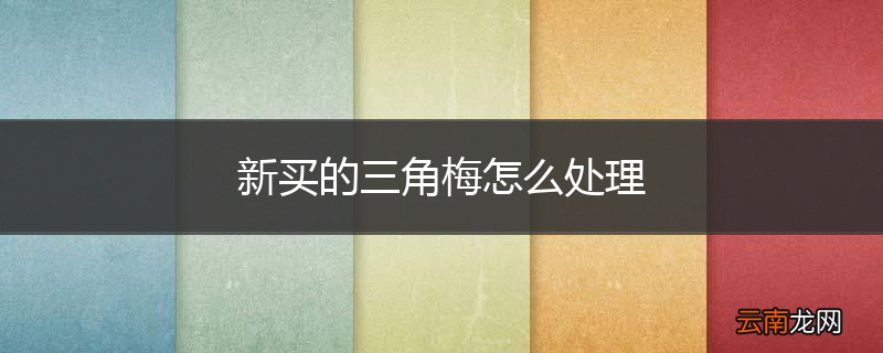 新买的三角梅怎么处理