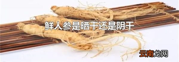 鲜人参是晒干还是阴干