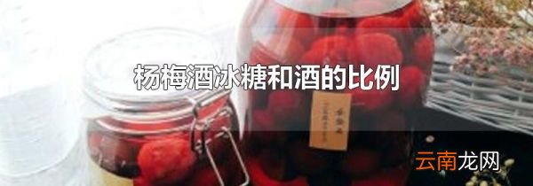 杨梅酒冰糖和酒的比例