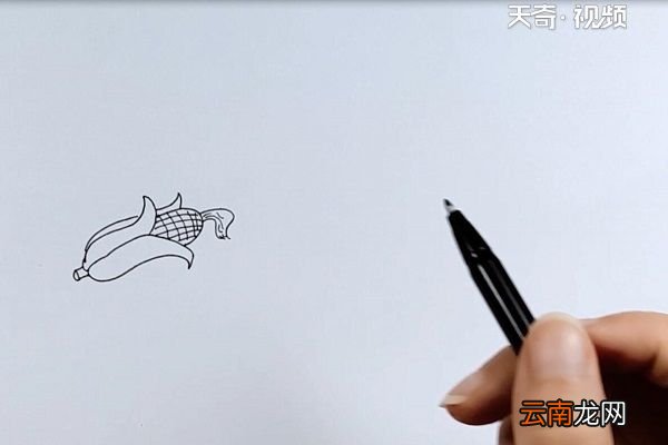 玉米简笔画