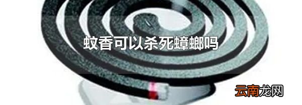 蚊香可以杀死蟑螂吗