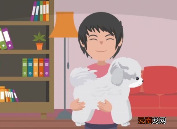 比熊和泰迪的区别