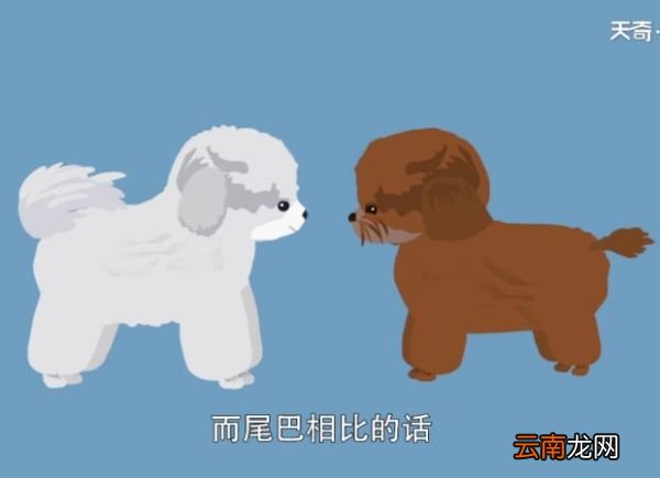 比熊和泰迪的区别