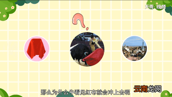 牛为什么看到红色就会冲上去 牛为何看到红色就会冲上去
