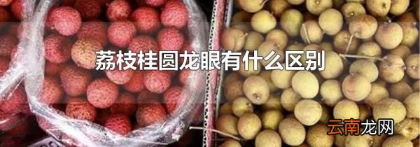 荔枝桂圆龙眼有什么区别