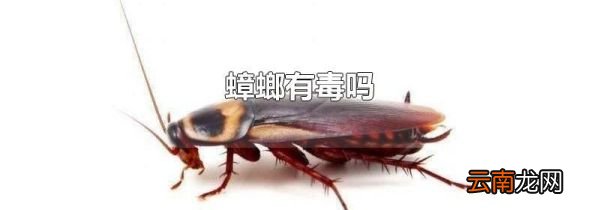 蟑螂有毒吗