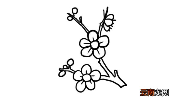 梅花树枝简笔画