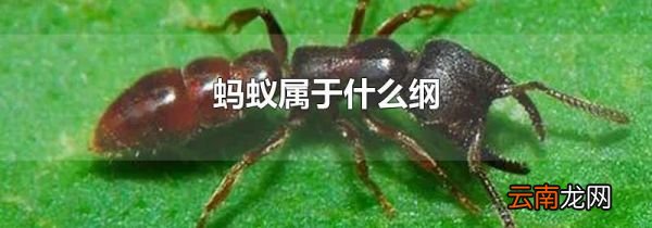 蚂蚁属于什么纲
