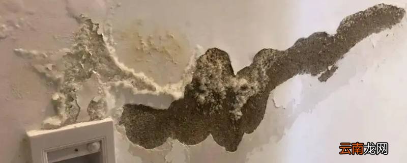 墙上白色棉絮状结晶是什么