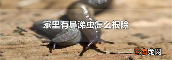 家里有鼻涕虫怎么根除