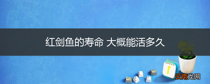 红剑鱼的寿命 大概能活多久