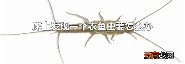 床上发现一个衣鱼虫要怎么办