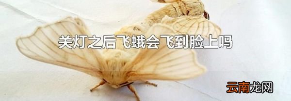 关灯之后飞蛾会飞到脸上吗