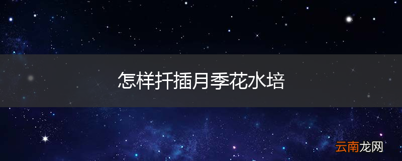 怎样扦插月季花水培