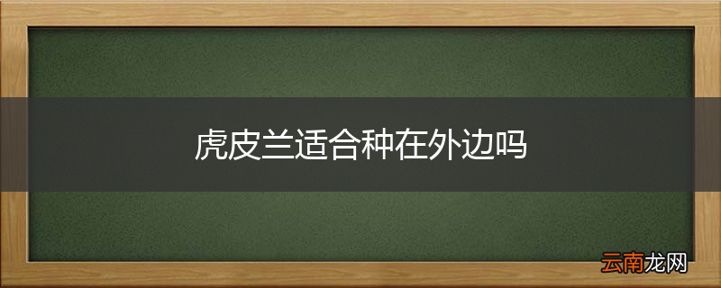 虎皮兰适合种在外边吗