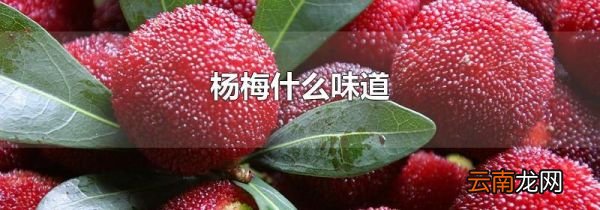 杨梅什么味道