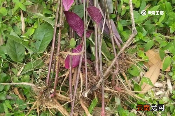 红牛克膝的功效与作用 红牛克膝的功效与作用禁忌