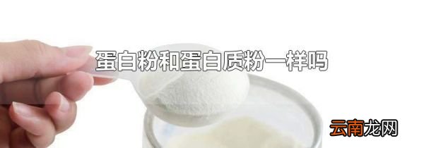 蛋白粉和蛋白质粉一样吗