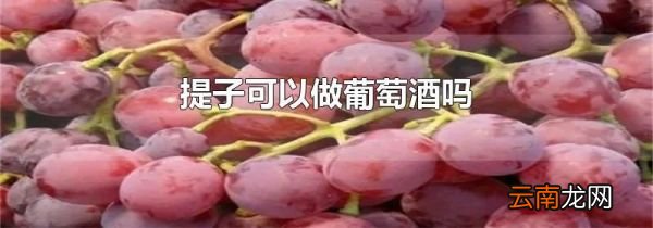 提子可以做葡萄酒吗