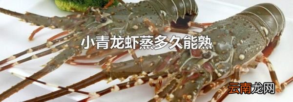 小青龙虾蒸多久能熟