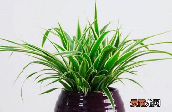 吊兰盆栽在家里房间养有什么说法 吊兰可以放在卧室吗