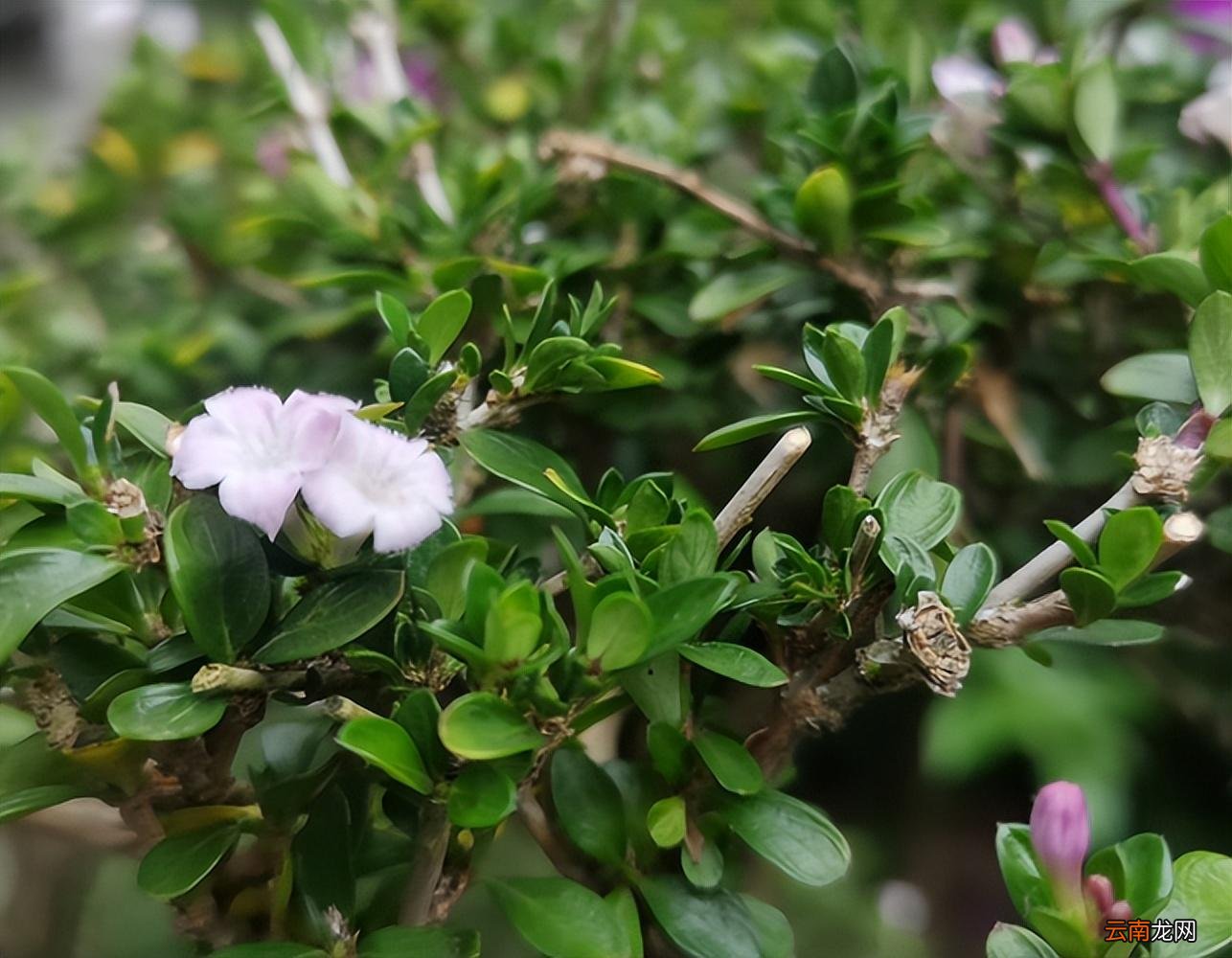 白色花卉的名字及图片 开白色花的植物有哪些品种