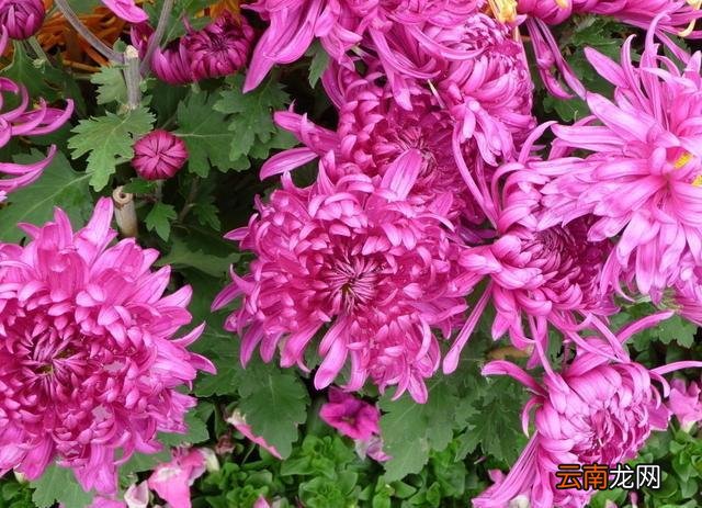 菊花被赋予了吉祥及长寿的含义 菊花象征着什么意义