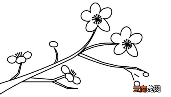 梅花配图简笔画 梅花配图简笔画怎么画