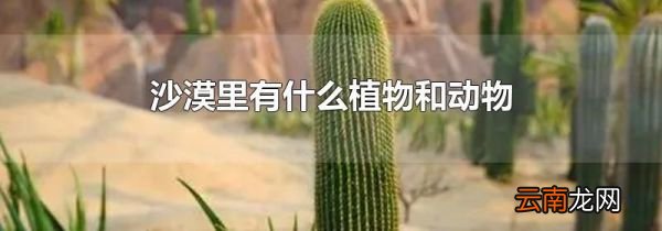 沙漠里有什么植物和动物